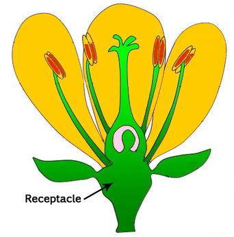 Parts of a Flower | Flower Parts | Flower Structure | Science Lessons