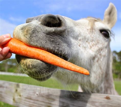 Can Horses Eat Carrots? Is It So Crazy? | Horse is Love