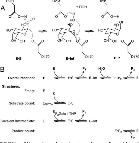 Figure 1 from Catalytic Mechanism of Human α-Galactosidase* | Semantic Scholar