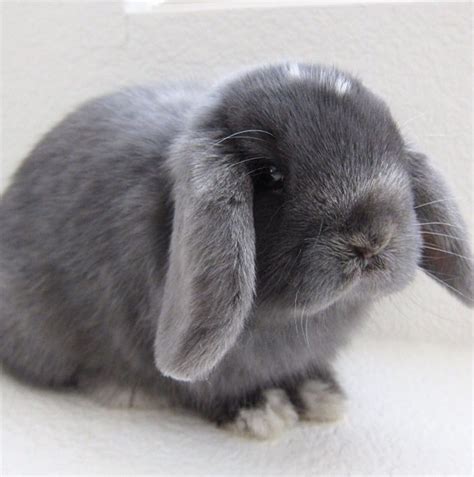 grey lop bunny Mini Lop Bunnies, Holland Lop Bunnies, Cute Babies, Grey Bunny, Fluffy Bunny ...