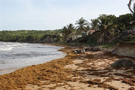 What Is a Sargassum Bloom? What You Should Know About Giant Kelp