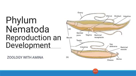 Reproduction and development in Phylum Nematoda | Phylum Nematoda Reproduction - YouTube