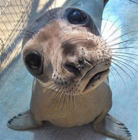 Baby Walrus ADORABLE | sea world | Pinterest | Babies and Baby walrus