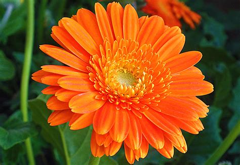 Calendula Facts and Health Benefits