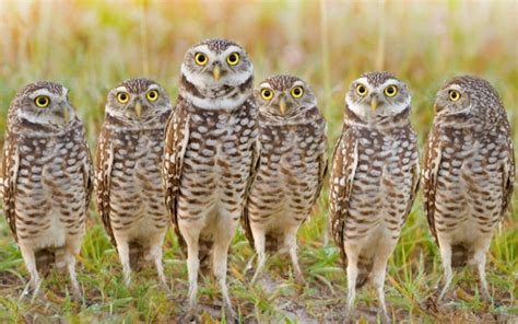 What is a Group of Owls Called? Everything You Need To Know