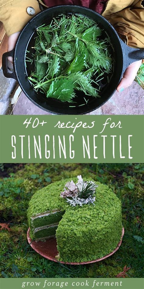 40+ Stinging Nettle Recipes (without the sting!)