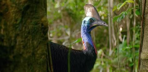 Why Are Cassowaries Dangerous? They're One of the Most Harmful Birds