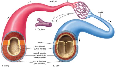 Arteries, Veins, and Capillaries Diagram | Quizlet