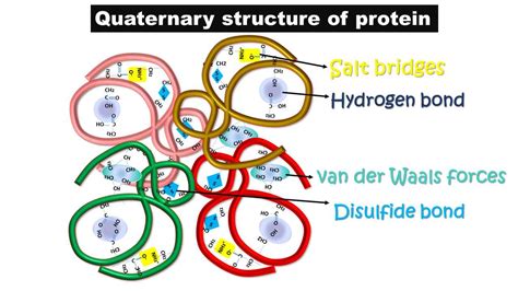 Four levels of protein structure and examples - Biology Brain