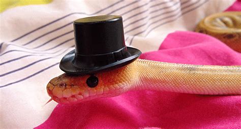 Don't Be Scared, Here Are 15 Snakes Wearing Tiny Hats | Snakes with hats, Cute snake, Beautiful ...