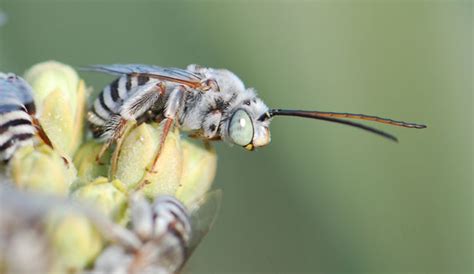 Bug of the Week: Sleeper or Long-horned Bees – Growing With Science Blog