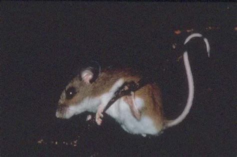 White-footed Mouse | Peromyscus leucopus | Mammal | Mammals, Mouse ...