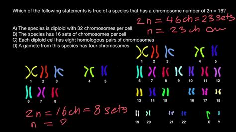 What Is The Diploid Number Of Dog Chromosomes