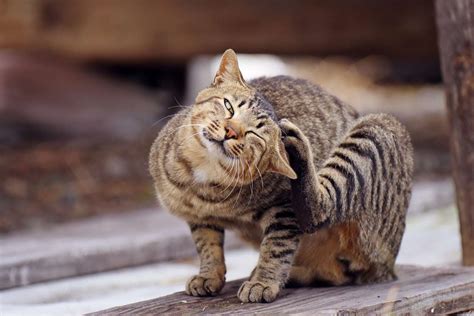 Scabies in Cats: Causes, Symptoms, and Treatments | Daily Paws