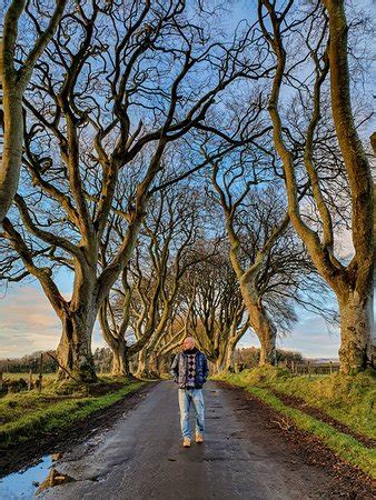 The Dark Hedges (Ballymoney) - 2020 All You Need to Know Before You Go ...