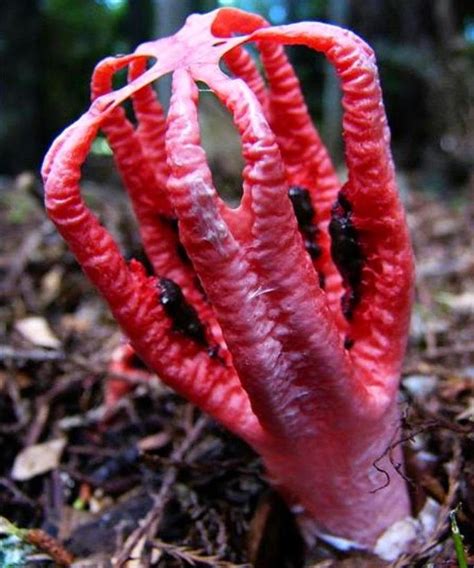 Octopus Stinkhorn (aka Devils Fingers) Fungi (Clathrus archeri) | Fungi (Mushrooms)