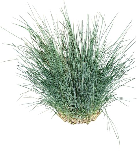 Download Kingsdale® - Ornamental Grass Cut Out PNG Image with No ...