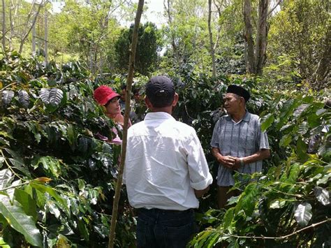 Kementan Segera Tetapkan Kebun Induk Kopi Gayo-1 – LINTAS GAYO