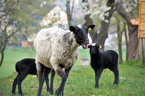 HD wallpaper: sheep, suffolk, animal, home, breeding, farm, pasture ...