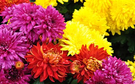 Chrysanthemum decorative flowers best colors red yellow pink color : Wallpapers13.com