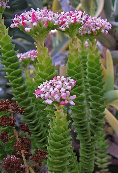 Crassulaceae - Pink Pagoda | Suculentas colgantes, Tipos de plantas suculentas, Suculentas