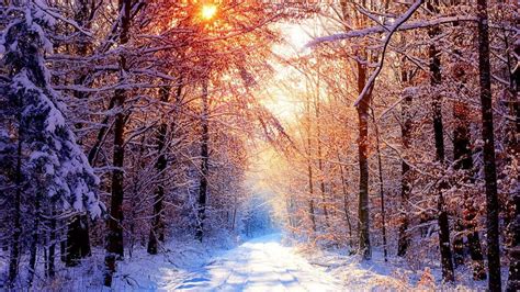 Download The Enchanting Beauty of a Winter Forest Wallpaper | Wallpapers.com