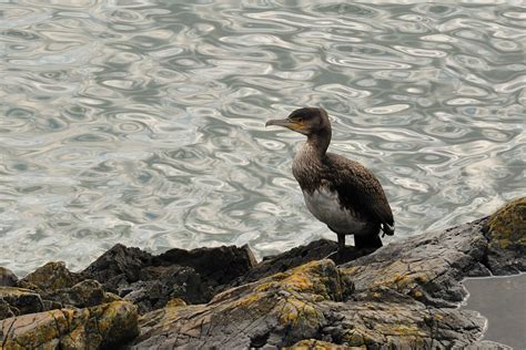 Juvenile Cormorant by WestLothian on DeviantArt