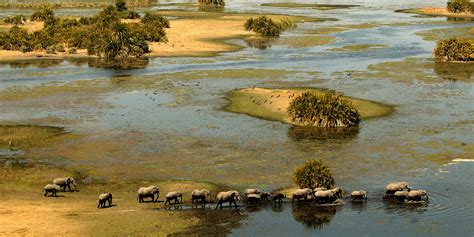 Okavango Delta Safari Vacations | Botswana | Yellow Zebra Safaris