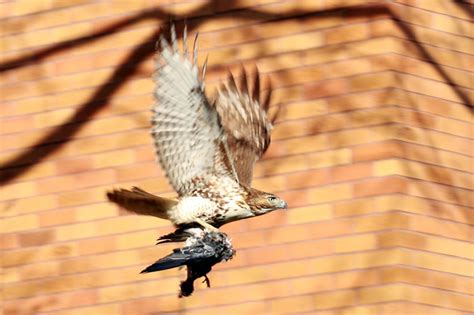 hungry hawk hunting in Providence