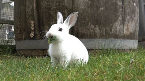 Baby Bunnies Hopping Around and Munching On Kale Will Make You Smile ...