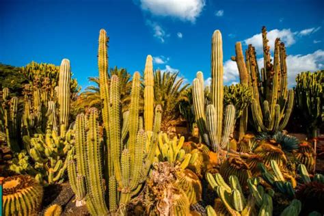 Cactus Desert Landscaping for a Western Garden 2022