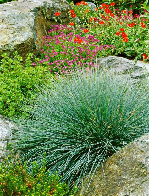 Blue Fescue | Better Homes & Gardens