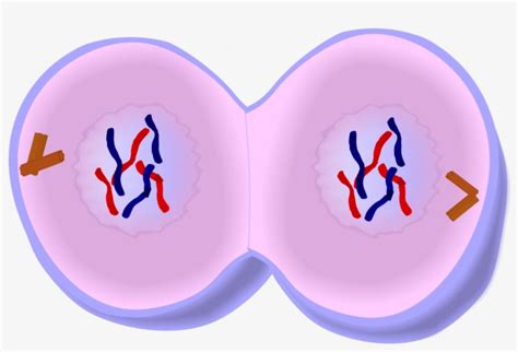 1228 X 752 15 - Mitosis Telophase Transparent PNG - 1228x752 - Free ...