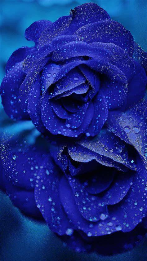 Download A single beautiful blue rose Wallpaper | Wallpapers.com