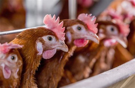 12 Common Poultry Diseases, Symptoms & How to Treat them - Livestocking