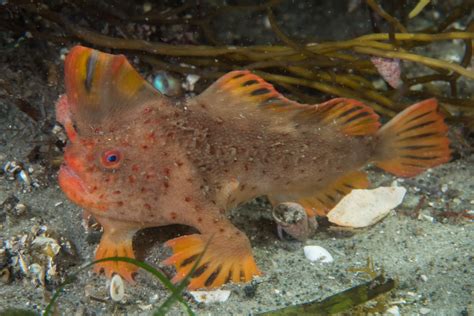 Red_7 - Handfish Conservation Project