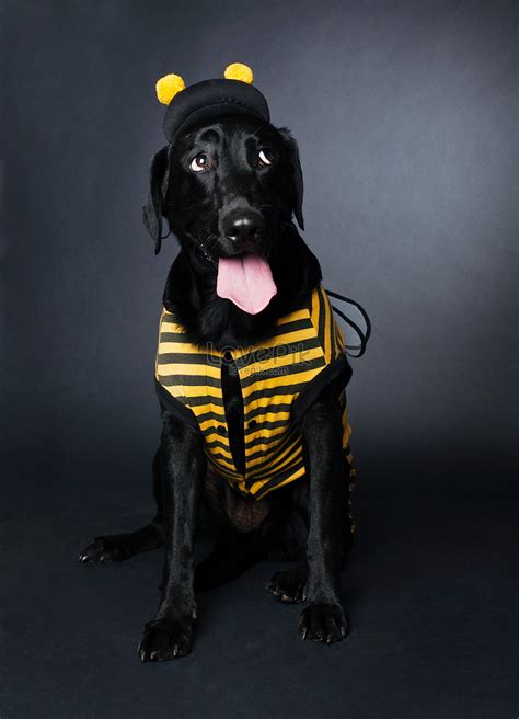 Dog In Bee Costume Picture And HD Photos | Free Download On Lovepik