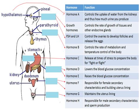 IGCSE Coordination and response (Homeostasis and hormones) Diagram | Quizlet