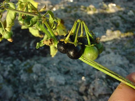 Solanum nigrum (European black nightshade): Go Botany