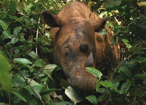 Sumatran rhino horn, pangolin parts seized in Aceh wildlife trafficking bust