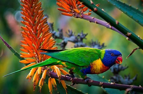 Rainbow Lorikeet Wallpapers - Wallpaper Cave