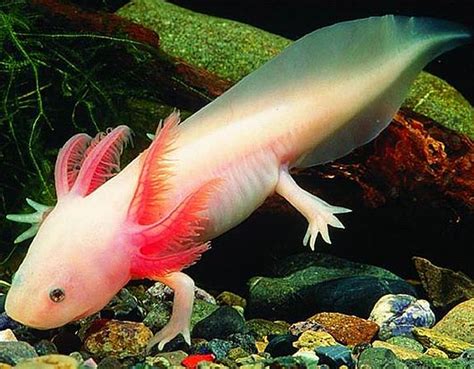 Axolotl | Animal Wildlife