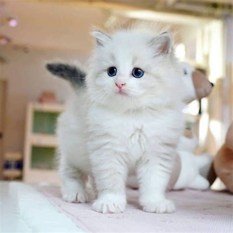 Jual KUCING PERSIA ANGGORA HIMALAYA RAGDOLL GIMBUL [ FREE ONGKIR ...