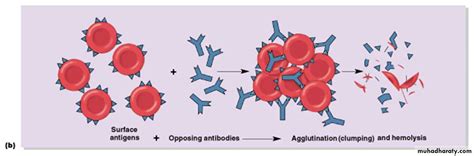 Blood typing and Transfusion pptx - D. Suroor - Muhadharaty