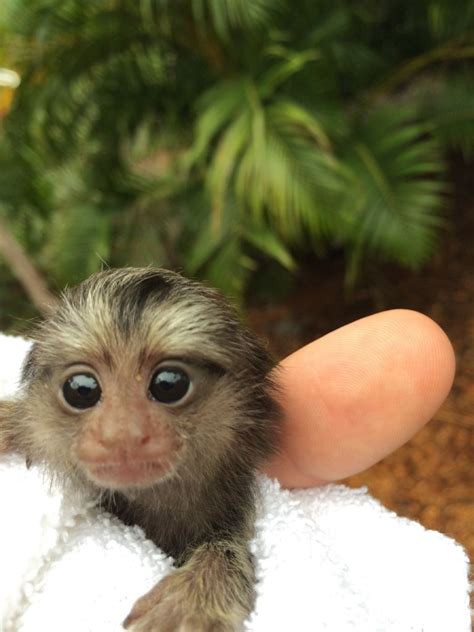 Kids Classroom Visit – Baby Monkey | The Tropical Rainforest Preserve, a Non-Profit Organization