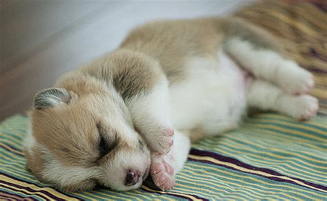 Sleeping Corgi puppy image.PNG