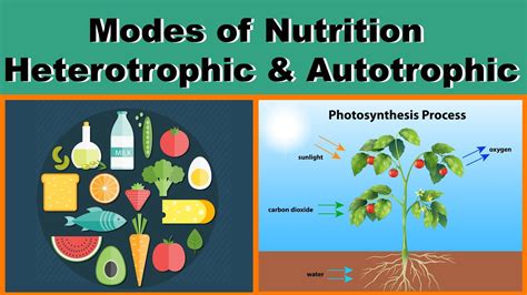 Nutrition | Modes of Nutrition | Heterotrophic & Autotrophic | Biology | Science | LetsTute ...