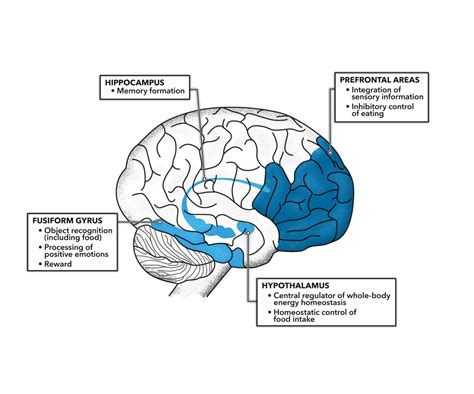 CrossFit | Impaired Insulin Action in the Human Brain: Causes and ...