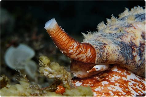 Cone snail venom produces new type of insulin