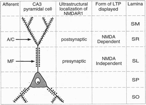 Ultrastructural localization of NMDAR-1 immunoreactivity in the... | Download Scientific Diagram